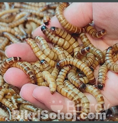 বিটল পোকা